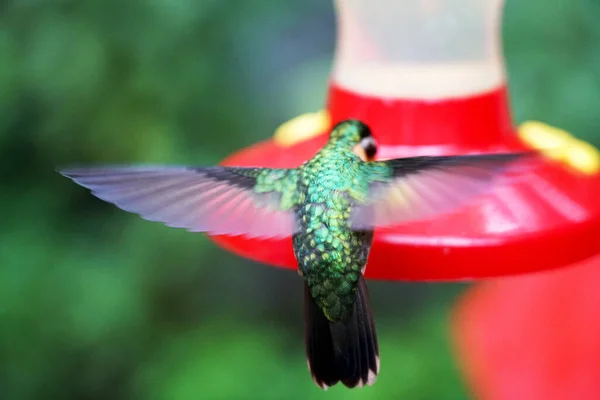 Eating Flying Hummingbird Costa Rica — Stock Photo, Image