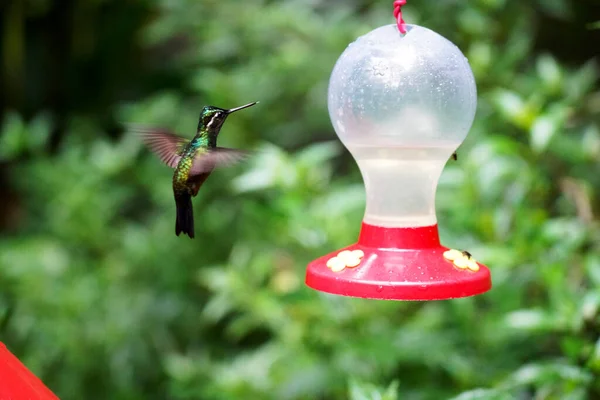 Kosta Rika bahçesinde uçan ve yiyen sinekkuşu