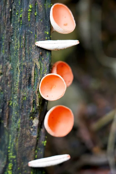 stock image Geometric red rounded mushrooms in the trunk of a jungle tree