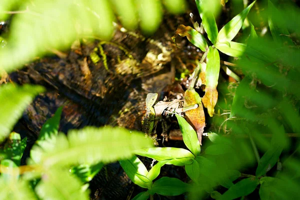 Ormanda küçük bir kertenkele