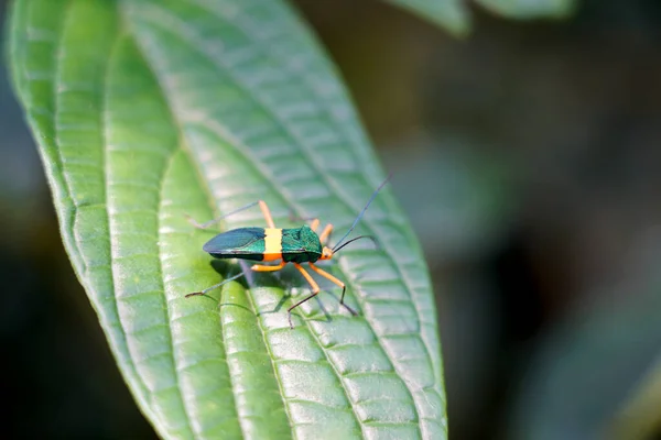 Koreid böceği - Güzel böcekler