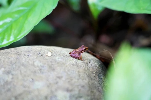 Ormandaki küçük kurbağa kurbağanın üstünde
