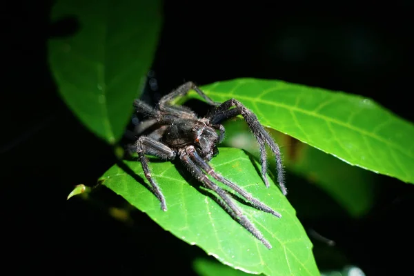 Geceleri yaprağın üzerindeki kıllı örümcek