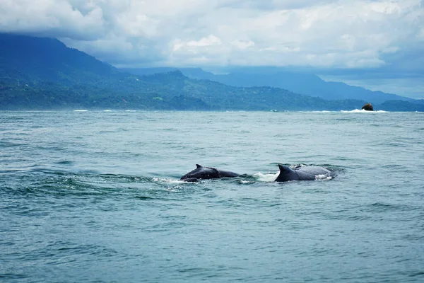 Kosta Rika kıyısında bir grup kambur balina.