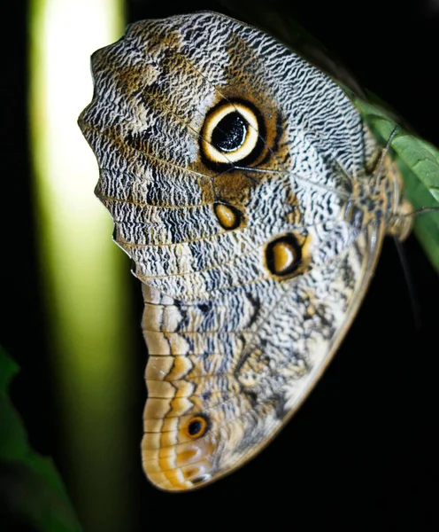 Geceleyin Kosta Rika 'dan dev gözlü kanat kelebeği