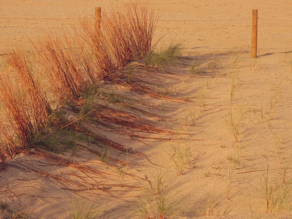 秋ゴールデン Ligthing の砂丘 — ストック写真