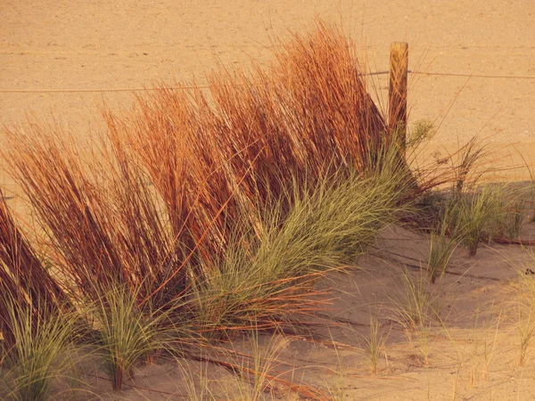 Dunas no Outono Golden Ligthing — Fotografia de Stock