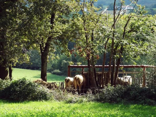 Grupo de vacas La Vache na grama — Fotografia de Stock