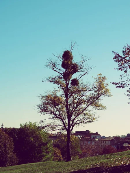 Jesienne gniazdo drzewa miłosne — Zdjęcie stockowe