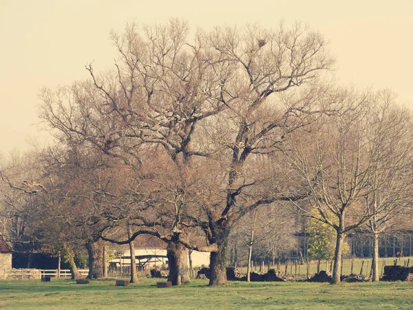 Grand Arbre Paysage hivernal en France — Photo