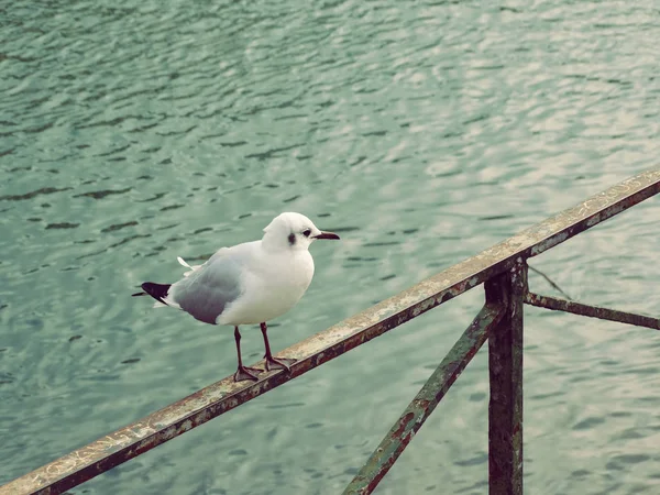 Oiseau en attente d'un avenir meilleur — Photo