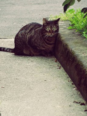 Sokak kedi büyüleyici bakıyorsun