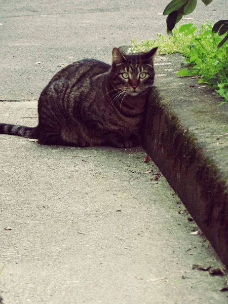 Sokak kedi büyüleyici bakıyorsun