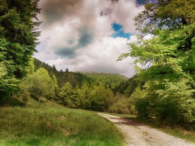 Irati Forest Park yolu Navarra İspanya