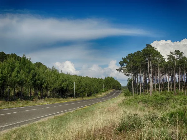 Pines Fransa arasındaki Landes yol