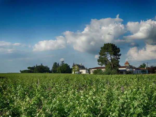 Krajina s vinicí a strom — Stock fotografie