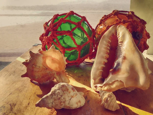Seashell Group Marine Lifestyle Decoration — Stock Photo, Image