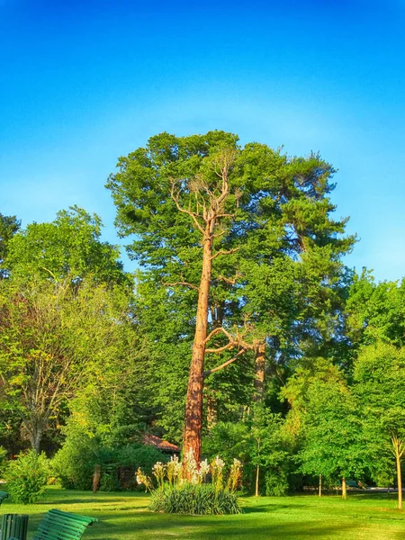 Niesamowite, stare drzewo w parku Massey w Tarbes, France — Zdjęcie stockowe