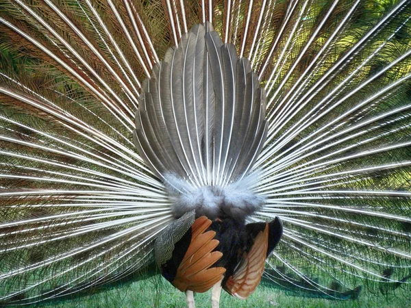 Pfau oder Pfauenauge mit Feder auf dem Rücken — Stockfoto