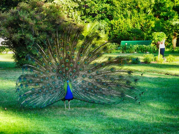 Pfau oder Pfauenauge mit Feder — Stockfoto