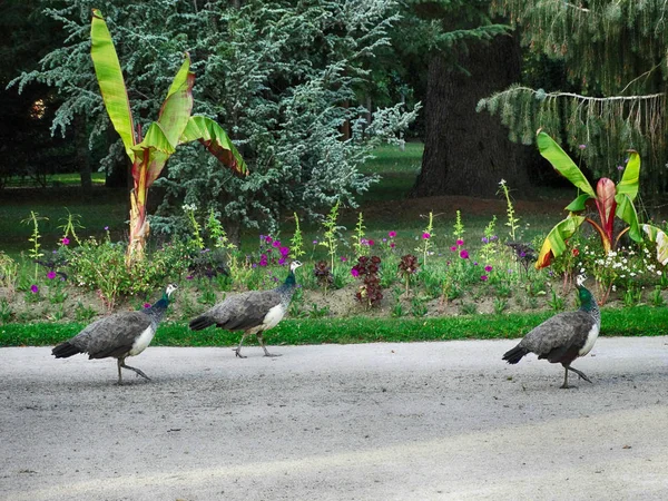 Peacock lijn wandelen In openbaar Park — Stockfoto