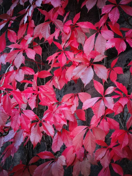 Hojas rojas con luz otoñal — Foto de Stock