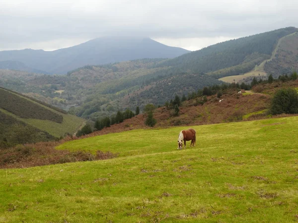 Лошадь на горе Пиренеи в Стране Басков Франция — стоковое фото