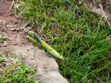 Mantis Pyrenees yolundaki 