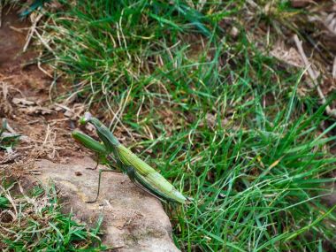 Mantis Pyrenees yolundaki 