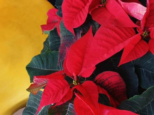 Exposição floral Poinsetiia vermelha Decoração de Natal em casa — Fotografia de Stock