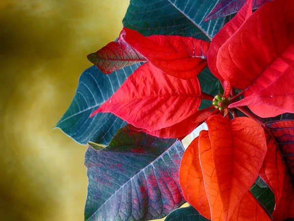 Floral Display Red Poinsetiia Home Christmas Decoration — Stock Photo, Image