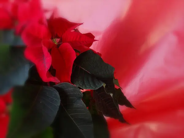 Florale kerst weer rood Poinsetiia — Stockfoto