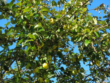 Sarı elma yeşil ağaç büyüyen