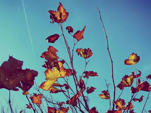 오렌지 잎 푸른 하늘 위로 — 스톡 사진