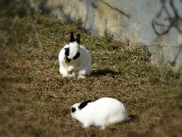 Conejitos Comiendo Hierba Invierno —  Fotos de Stock