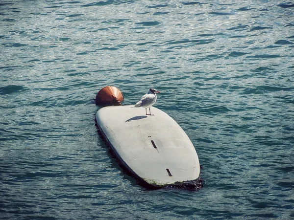 Scène Surf Avec Mouette Par Dessus Bord — Photo