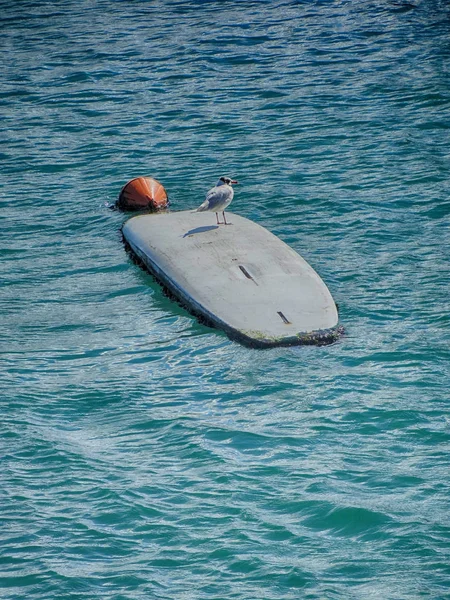 Scène Surf Avec Mouette Par Dessus Bord — Photo