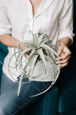 Tillandsia 'nın büyük kızı evde.