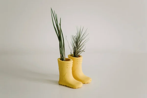 Tillandsia Pequenas Botas Amarelas Fundo Branco — Fotografia de Stock