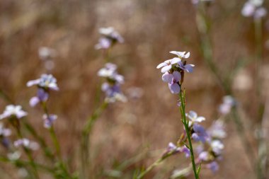 Dosyalanmış küçük mor çiçekler
