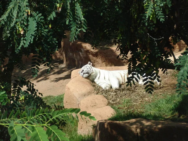 Weißer Tiger Zoo — Stockfoto