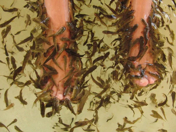 Schälen Sie Ihre Füße Mit Fisch — Stockfoto
