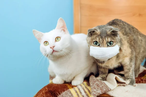 Mavi arka planda tıbbi maske takan oyuncak ayı. Kendini izole etme, karantina, evcil hayvan. Tıbbi maskeli bir kedi. Coronavirus koruması, covid-19