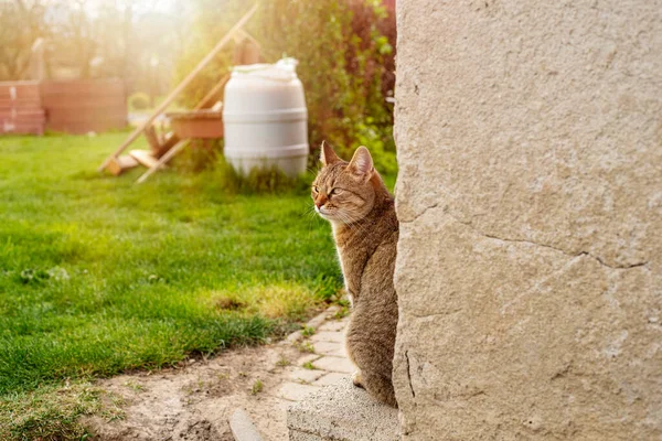 Gato Sentado Jardim Atrás Parede Celeiro — Fotografia de Stock