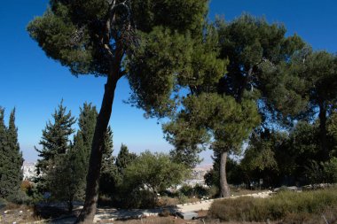 Ormandaki çam ağaçları