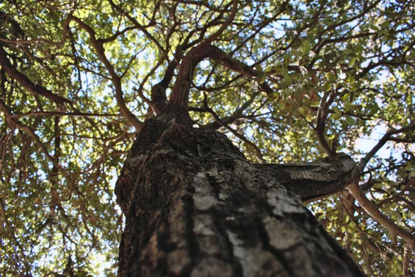 Albero Nella Foresta — Foto Stock