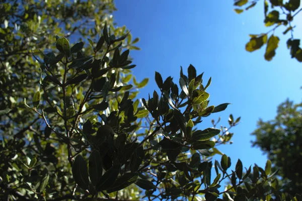 Green Tree Blue Sky — Stock Photo, Image