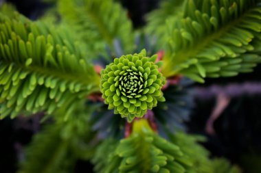 Firavun yaprağının makro çekimine Abies denir.