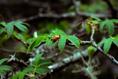 Yeşil yaprağın üzerinde küçük bir böcek