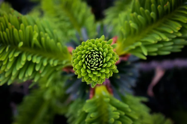 Firavun yaprağının makro çekimine Abies denir.